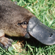 Illustration for article titled Got platypus milk?